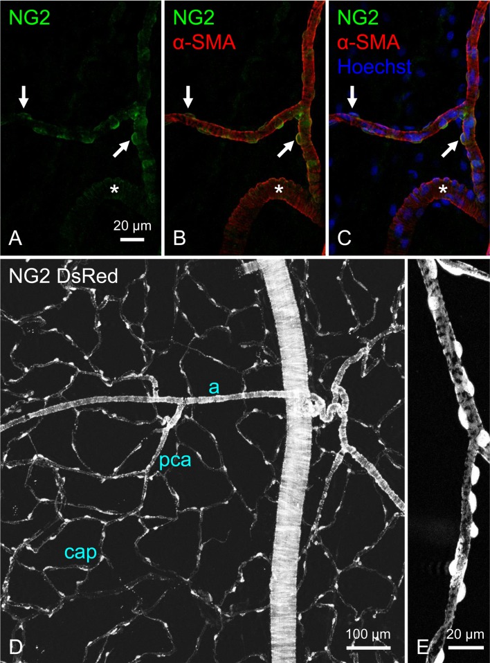 Synchrony of spontaneous Ca<sup>2+</sup> activity in microvascular mural cells.