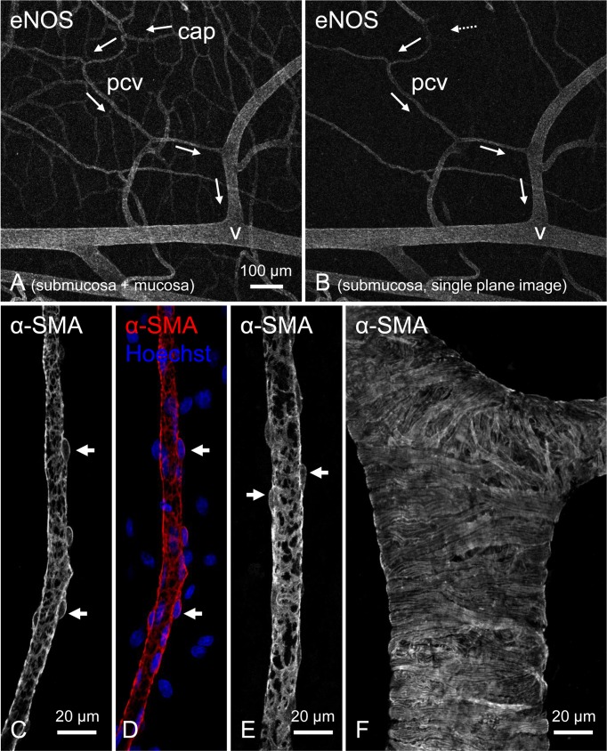 Synchrony of spontaneous Ca<sup>2+</sup> activity in microvascular mural cells.