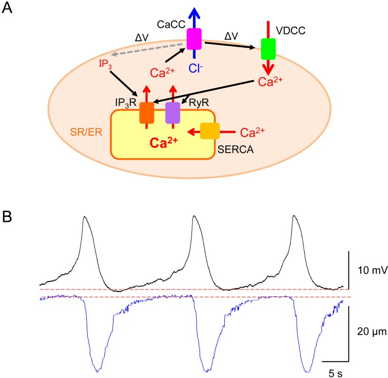 Synchrony of spontaneous Ca<sup>2+</sup> activity in microvascular mural cells.