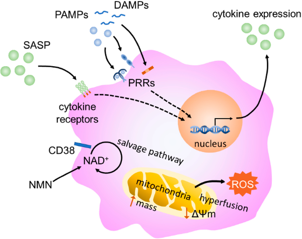 Macrophage Immunometabolism and Inflammaging: Roles of Mitochondrial Dysfunction, Cellular Senescence, CD38, and NAD.