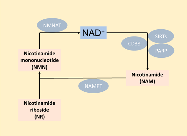 Macrophage Immunometabolism and Inflammaging: Roles of Mitochondrial Dysfunction, Cellular Senescence, CD38, and NAD.