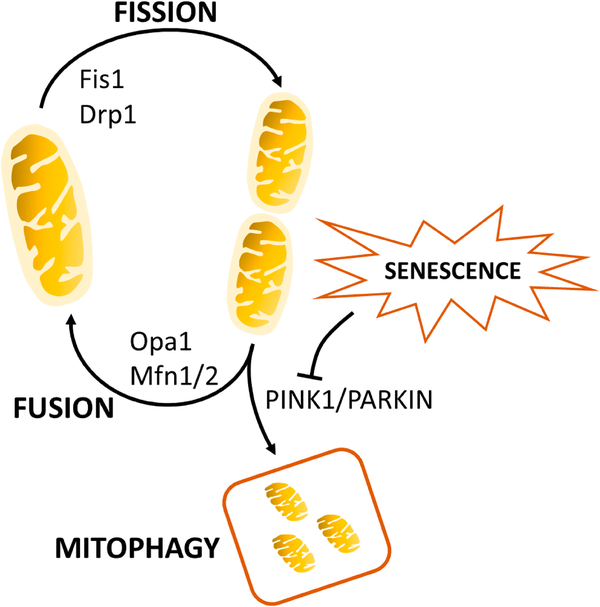 Macrophage Immunometabolism and Inflammaging: Roles of Mitochondrial Dysfunction, Cellular Senescence, CD38, and NAD.