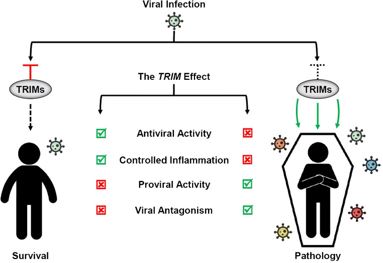 TRIM Proteins in Host Defense and Viral Pathogenesis.