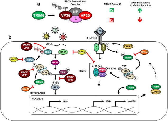 TRIM Proteins in Host Defense and Viral Pathogenesis.