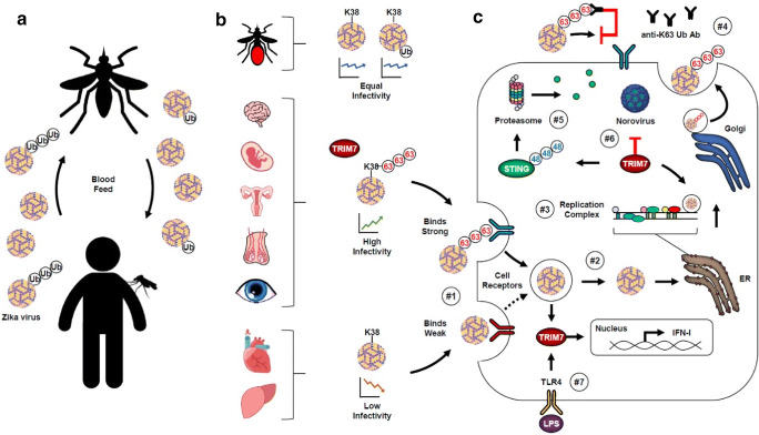 TRIM Proteins in Host Defense and Viral Pathogenesis.