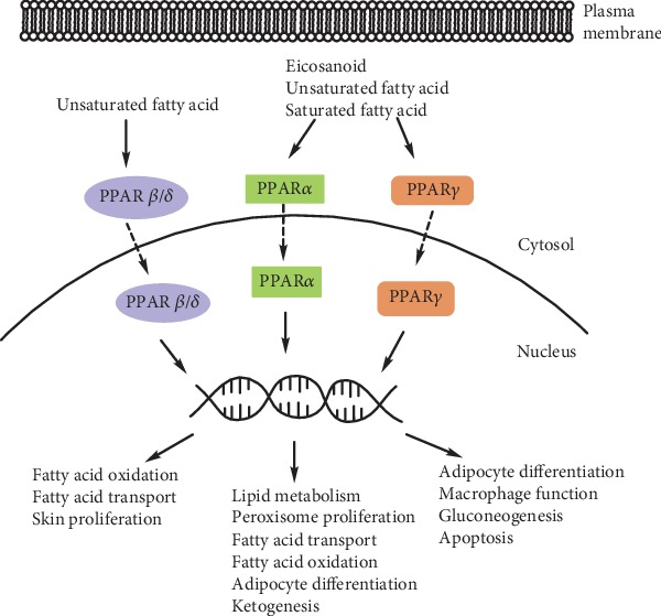 Peroxisome Proliferator-Activated Receptors as a Therapeutic Target in Asthma.