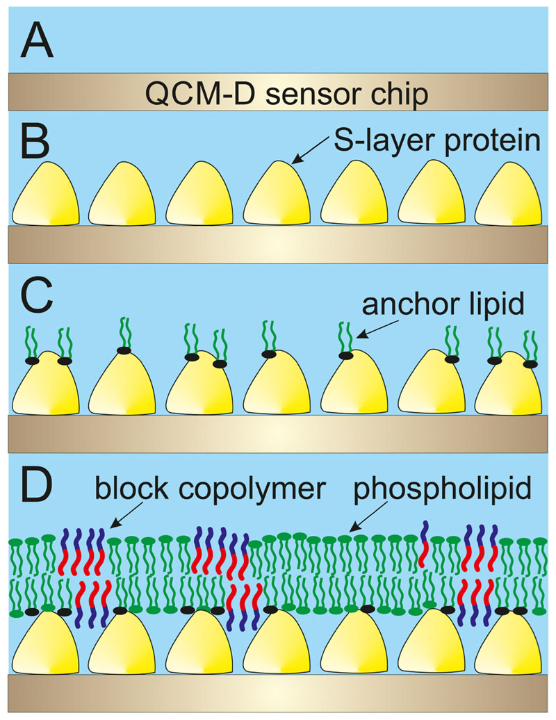 Formation and characteristics of mixed lipid/polymer membranes on a crystalline surface-layer protein lattice.