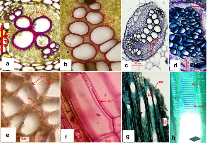 Vessel elements of two thelypteroid ferns-part I.