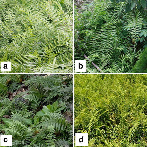 Vessel elements of two thelypteroid ferns-part I.