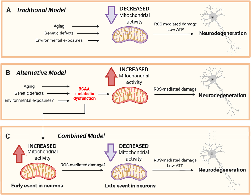 Mitochondrial hyperactivity as a potential therapeutic target in Parkinson’s disease