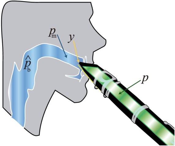 The influence of the vocal tract on the attack transients in clarinet playing.