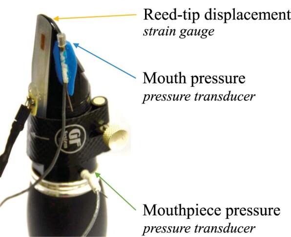 The influence of the vocal tract on the attack transients in clarinet playing.