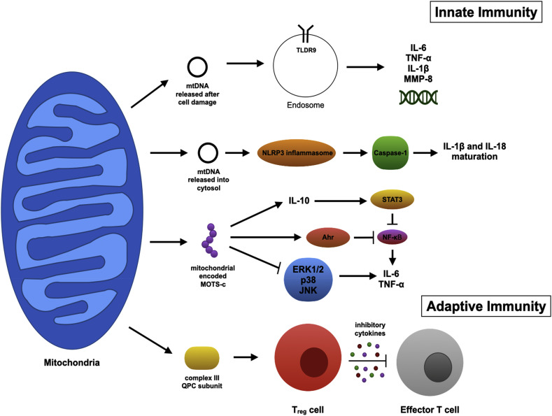 Mito-Omics and immune function: Applying novel mitochondrial omic techniques to the context of the aging immune system