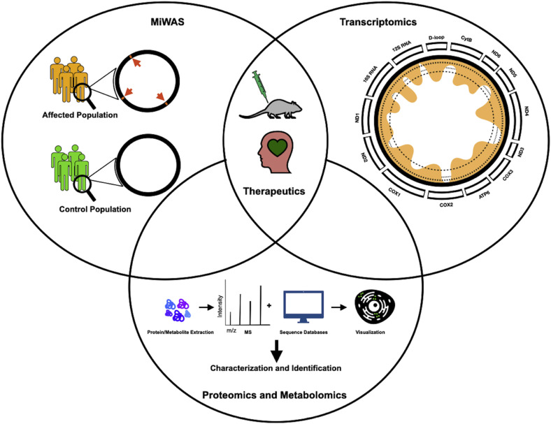 Mito-Omics and immune function: Applying novel mitochondrial omic techniques to the context of the aging immune system