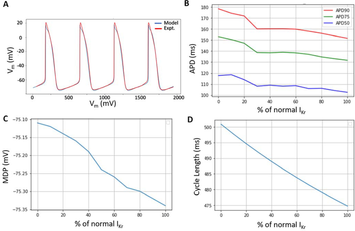 Role of the rapid delayed rectifier K<sup>+</sup> current in human induced pluripotent stem cells derived cardiomyocytes.