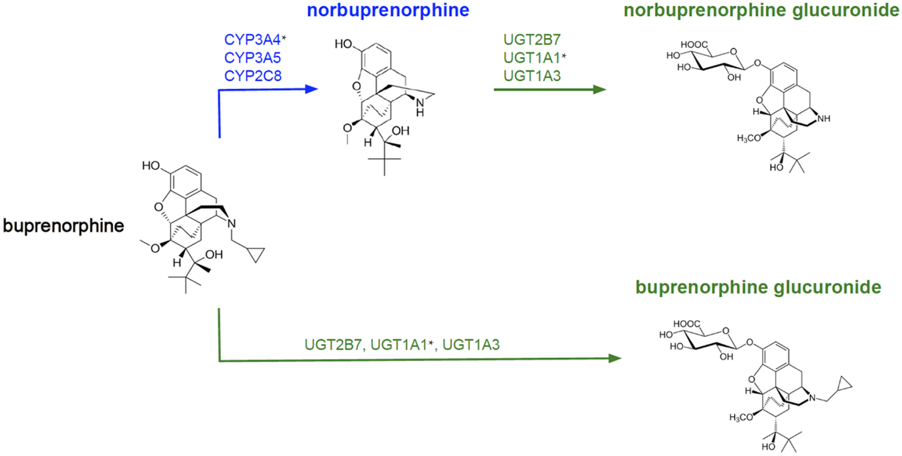 A review of the pharmacogenomics of buprenorphine for the treatment of opioid use disorder.