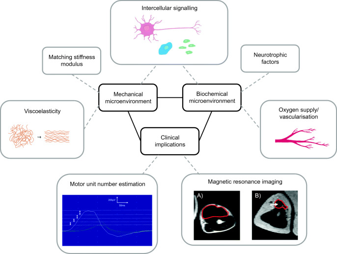 Strategies for Peripheral Nerve Repair.