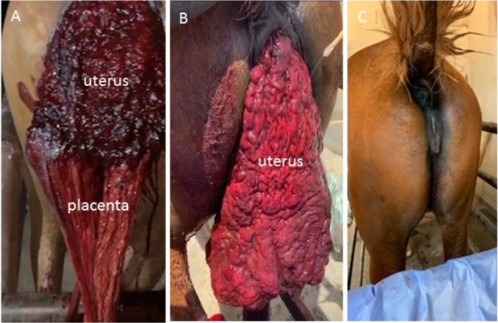 Abortion and uterine prolapse in a Thoroughbred mare with twin pregnancy: Clinical and laboratory findings and treatment approach.