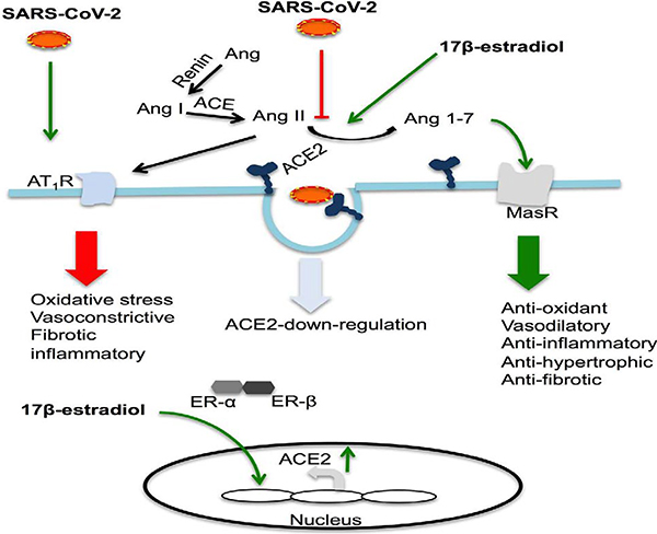 Possible protective role of 17β-estradiol against COVID-19.