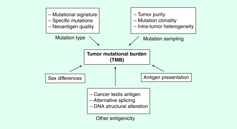 Can tumor mutational burden determine the most effective treatment for lung cancer patients?