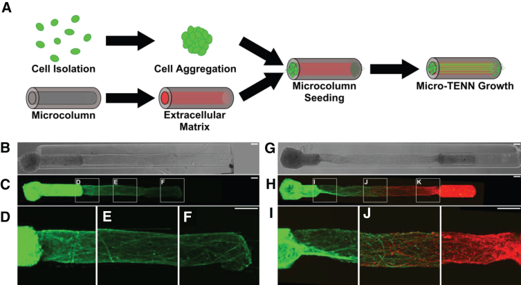 A computational model of bidirectional axonal growth in micro-tissue engineered neuronal networks (micro-TENNs).