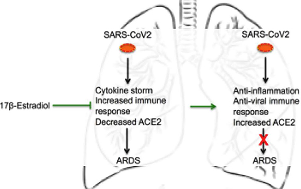 Possible protective role of 17β-estradiol against COVID-19.