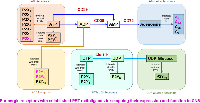 Purinergic Receptors of the Central Nervous System: Biology, PET Ligands, and Their Applications.