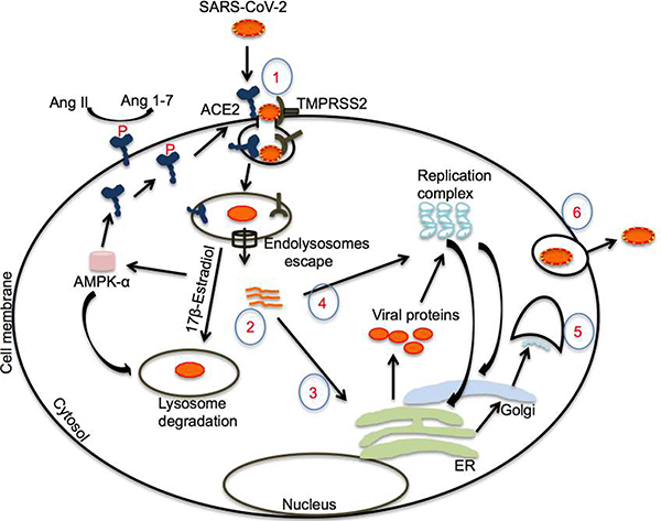 Possible protective role of 17β-estradiol against COVID-19.