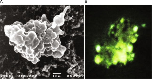 Experiments to prove continuing microbial ingress from Space to Earth.