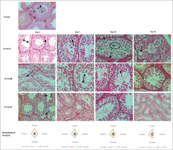 Effects of <i>Chlorophytum borivilianum</i> Sant. F against gamma radiation-induced testicular injuries in Swiss albino mice.