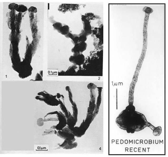 Experiments to prove continuing microbial ingress from Space to Earth.