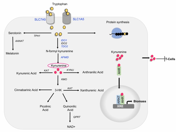 Kynurenine: an oncometabolite in colon cancer.