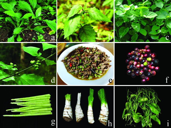 Nutritional and Functional Properties of Wild Food-Medicine Plants From the Coastal Region of South China.