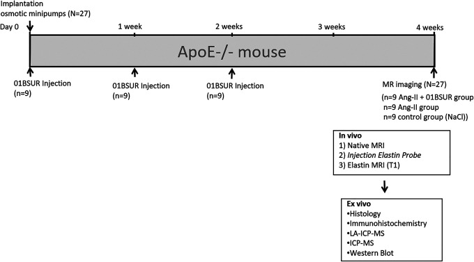 Molecular MR-Imaging for Noninvasive Quantification of the Anti-Inflammatory Effect of Targeting Interleukin-1β in a Mouse Model of Aortic Aneurysm.