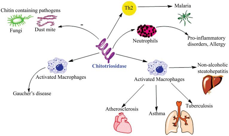 Chitinases: Therapeutic Scaffolds for Allergy and Inflammation.