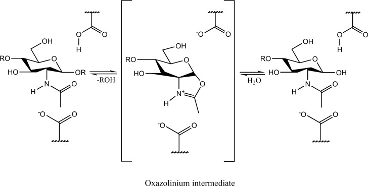 Chitinases: Therapeutic Scaffolds for Allergy and Inflammation.