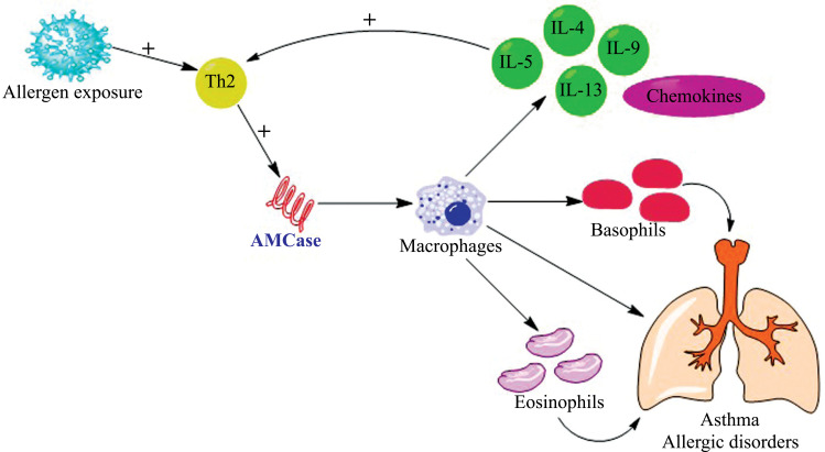 Chitinases: Therapeutic Scaffolds for Allergy and Inflammation.