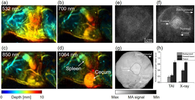 Sound Out the Deep Colors: Photoacoustic Molecular Imaging at New Depths.