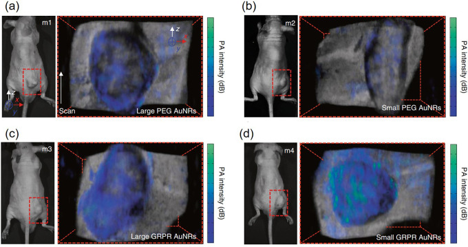 Sound Out the Deep Colors: Photoacoustic Molecular Imaging at New Depths.