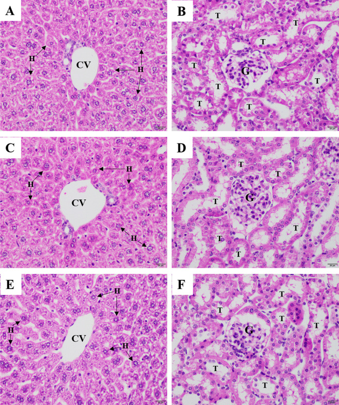 <i>In Vitro</i> and <i>In Vivo</i> Antimalarial Activities and Toxicological Assessment of <i>Pogostemon Cablin</i> (Blanco) Benth.