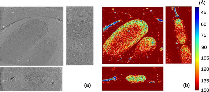 Measurement of local resolution in electron tomography