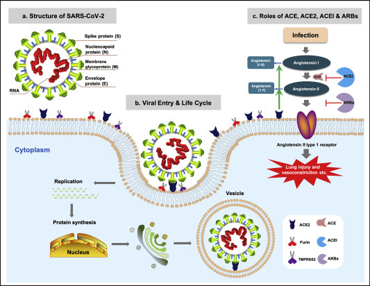 Biomarkers of COVID-19 and technologies to combat SARS-CoV-2