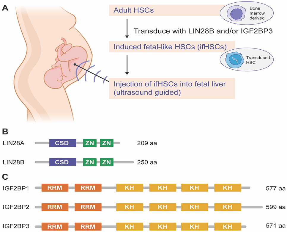 Genetic Engineering to Induce Fetal-Like Hematopoietic Stem Cells.