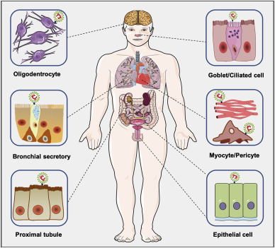 Biomarkers of COVID-19 and technologies to combat SARS-CoV-2