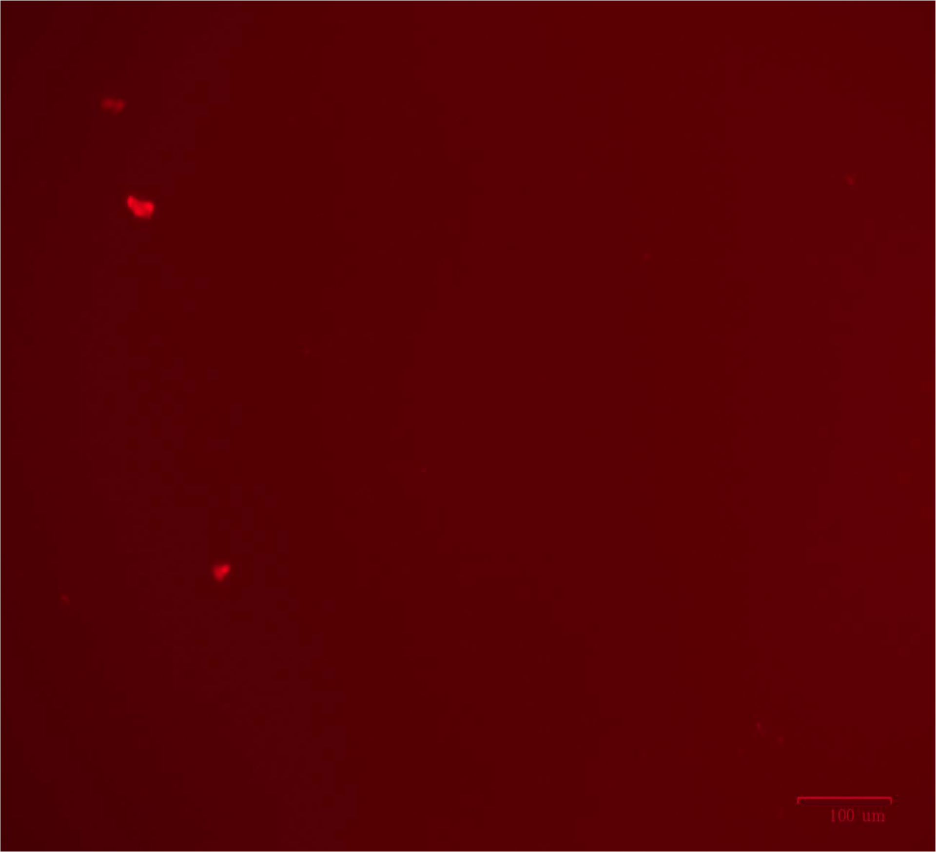 Abstract Image
