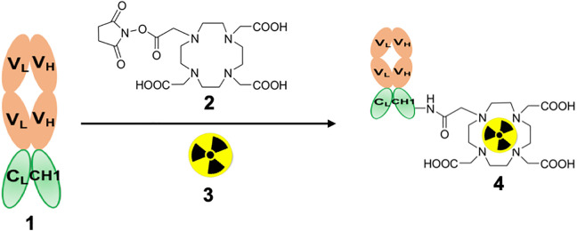 Two Patient Studies of a Companion Diagnostic Immuno-Positron Emission Tomography (PET) Tracer for Measuring Human CA6 Expression in Cancer for Antibody Drug Conjugate (ADC) Therapy.