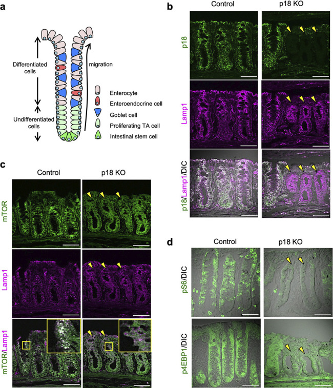 p18/Lamtor1-mTORC1 Signaling Controls Development of Mucin-producing Goblet Cells in the Intestine.