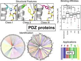 Specificity in PDZ-peptide interaction networks: Computational analysis and review