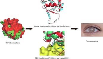 Structural analysis of missense mutations occurring in the DNA-binding domain of HSF4 associated with congenital cataracts