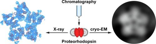 Cryo-electron microscopic and X-ray crystallographic analysis of the light-driven proton pump proteorhodopsin reveals a pentameric assembly